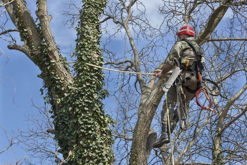 tree removal worker