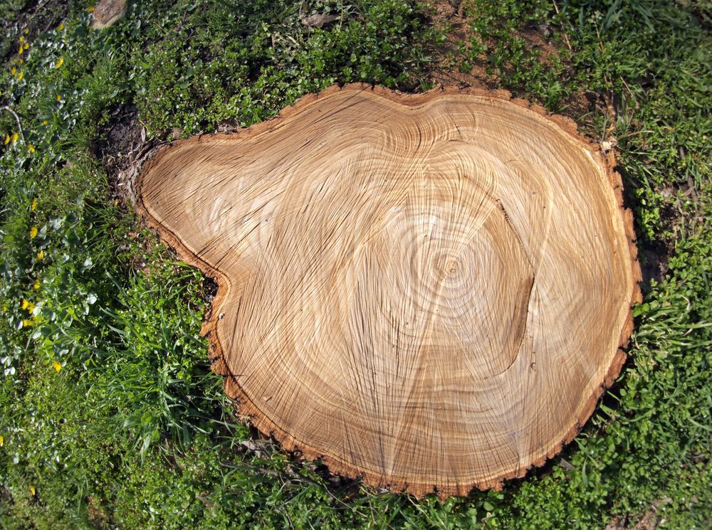 stump grinding