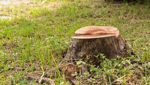 stump grinding