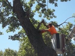 tree removal 