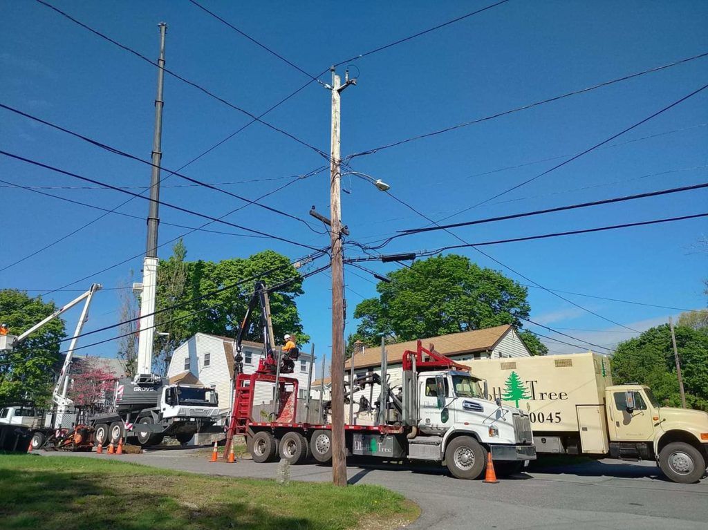 tree removal power lines