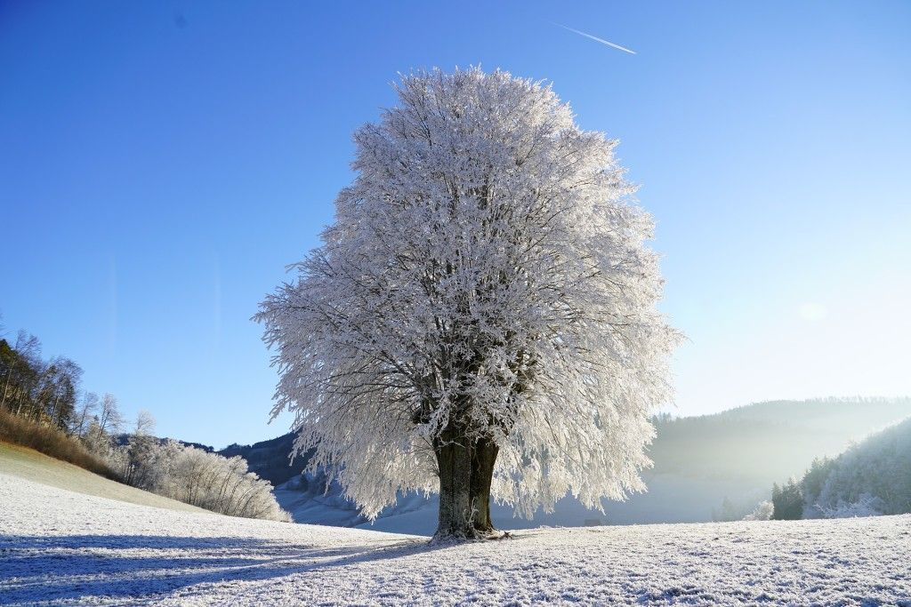 winter snow tree