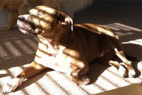 Dog sitting in the sun