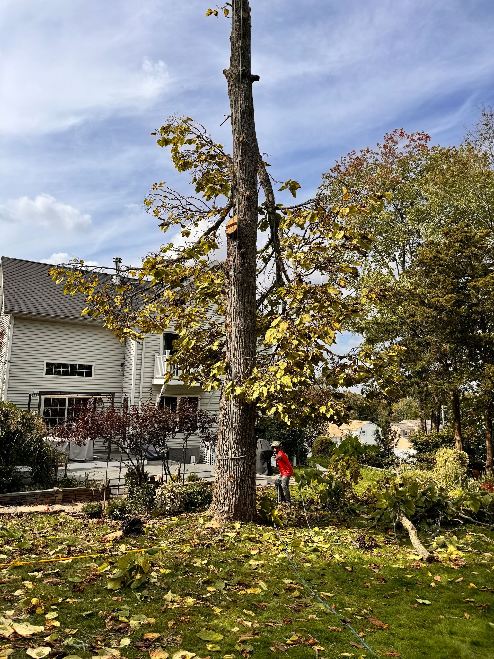 A partially cut tree in a yard next to a white house; a person in red tending to debris, fall colors.