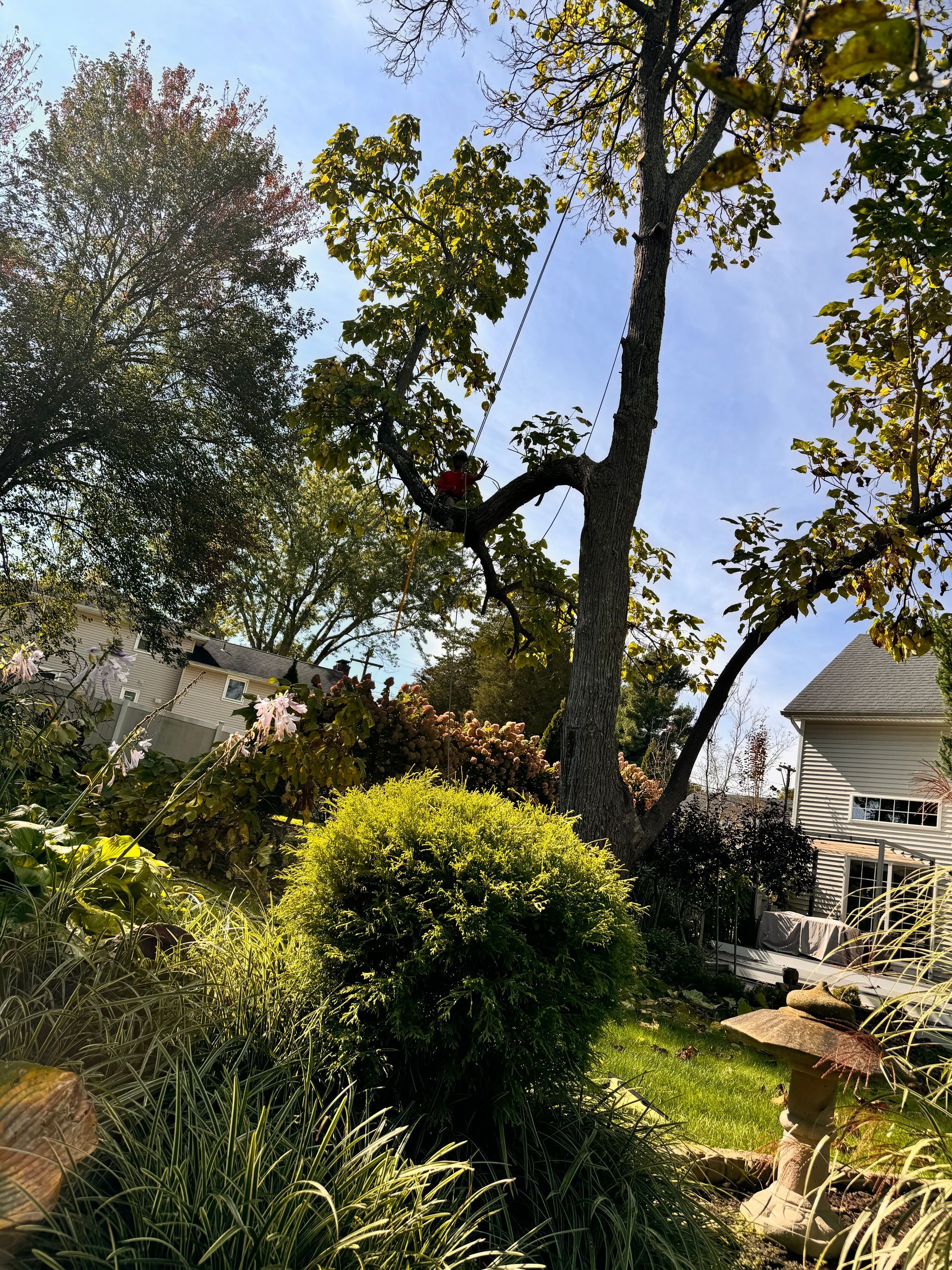 Lush garden with a large tree, manicured shrubs, and a house visible in the background under a blue sky.