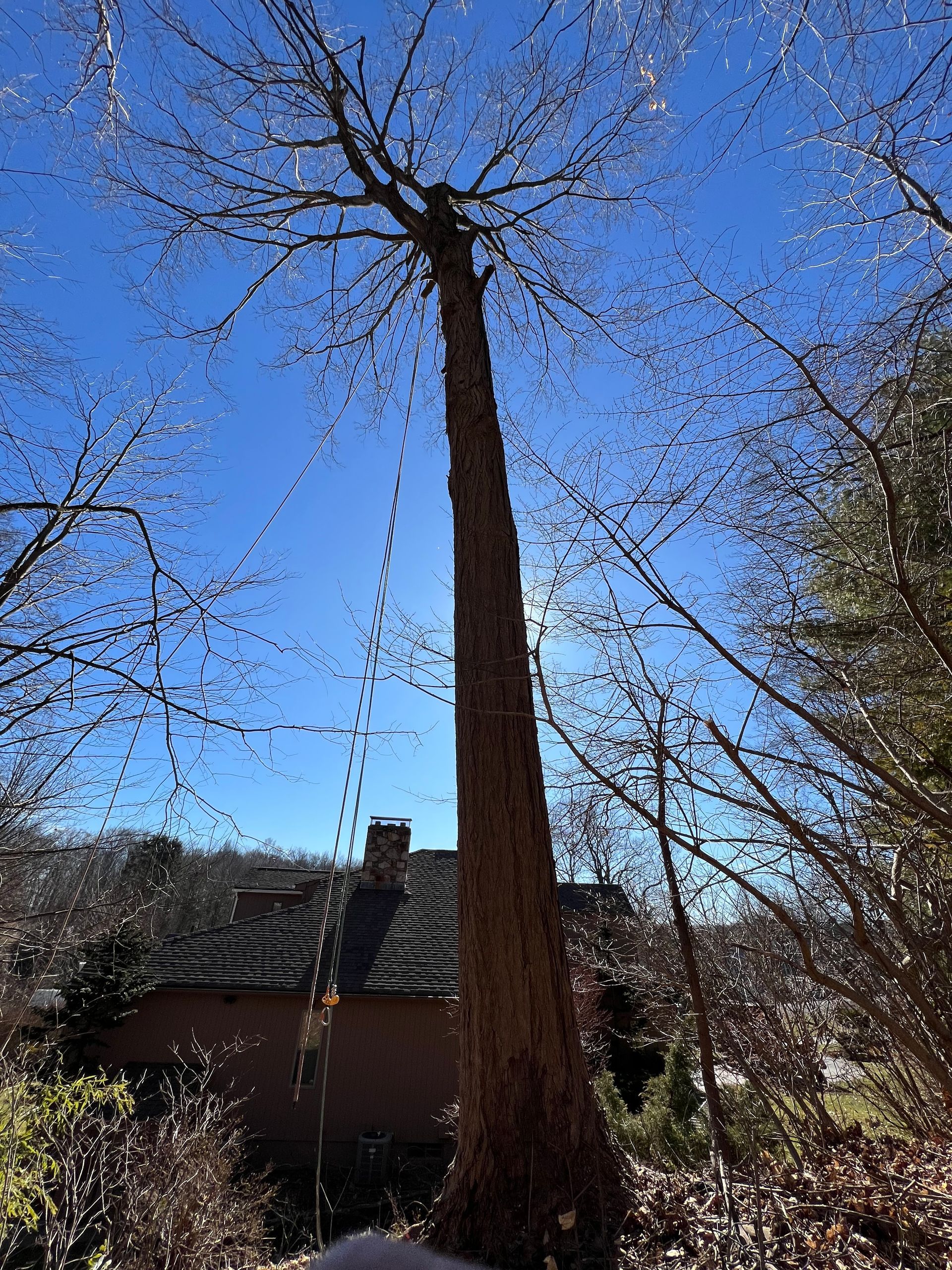 Tall bare tree reaching up against a clear blue sky, a house with a chimney in the background.