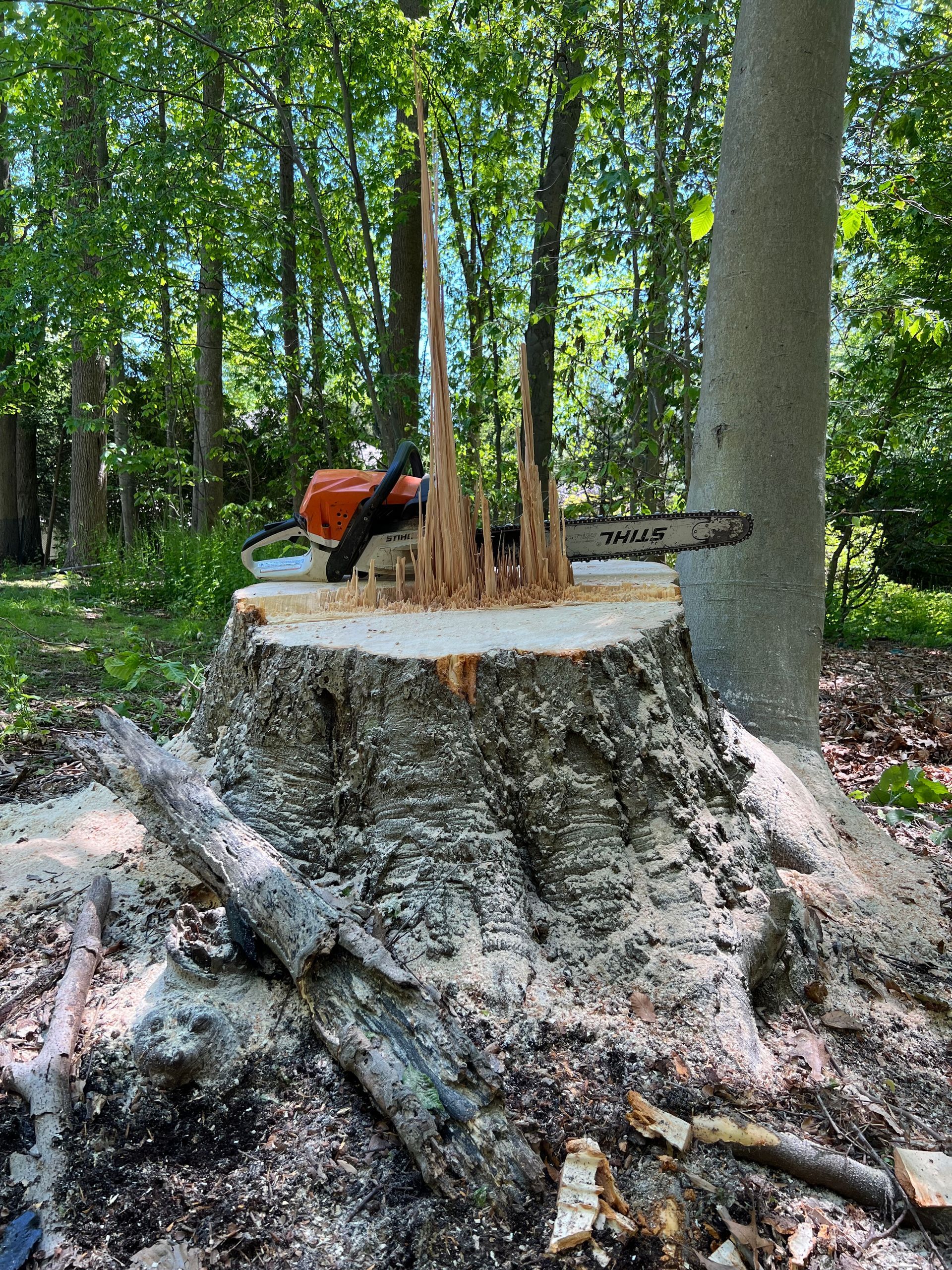 A tree stump with a chainsaw on top, freshly cut in a wooded area.
