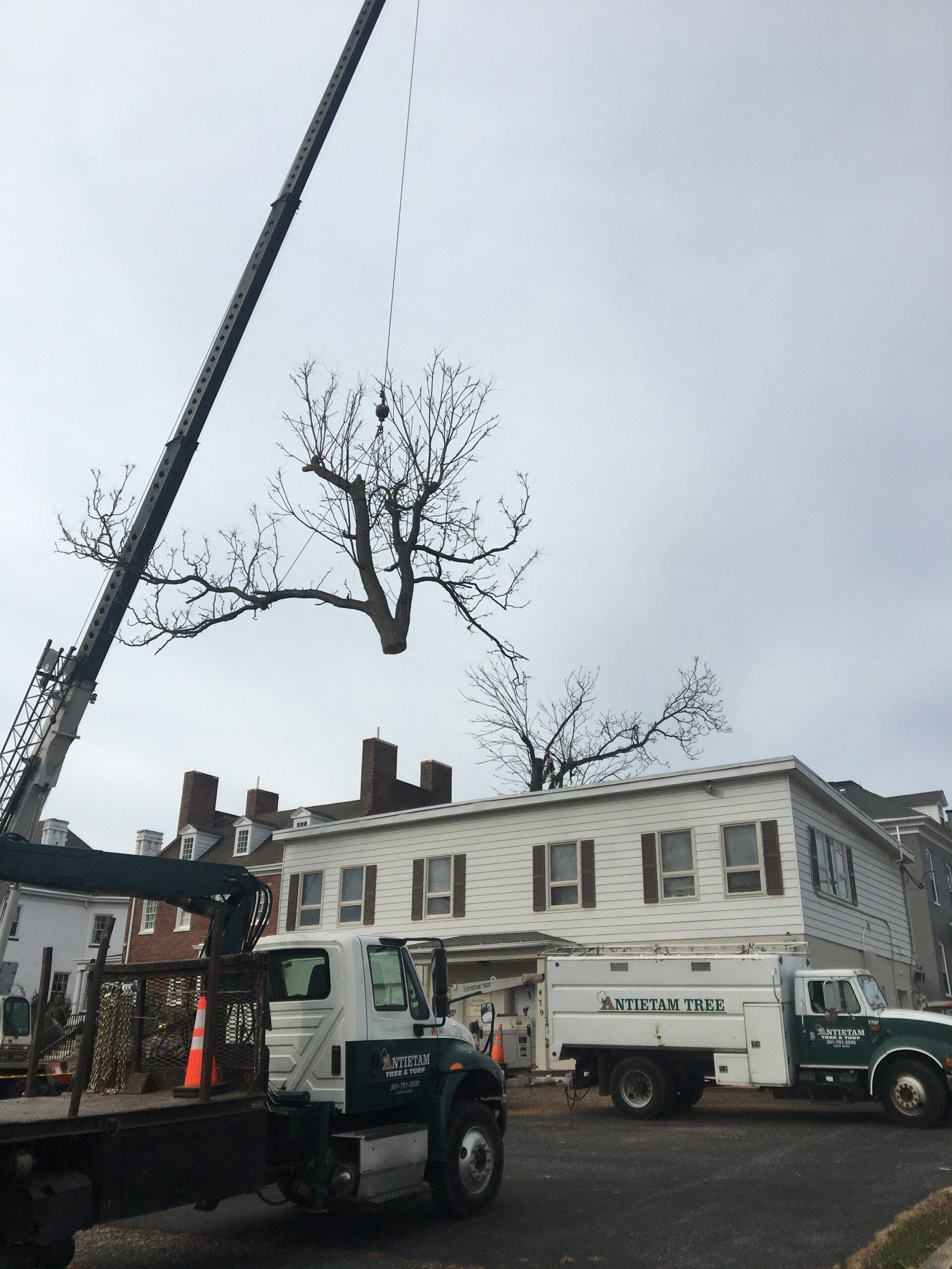 tree removal services