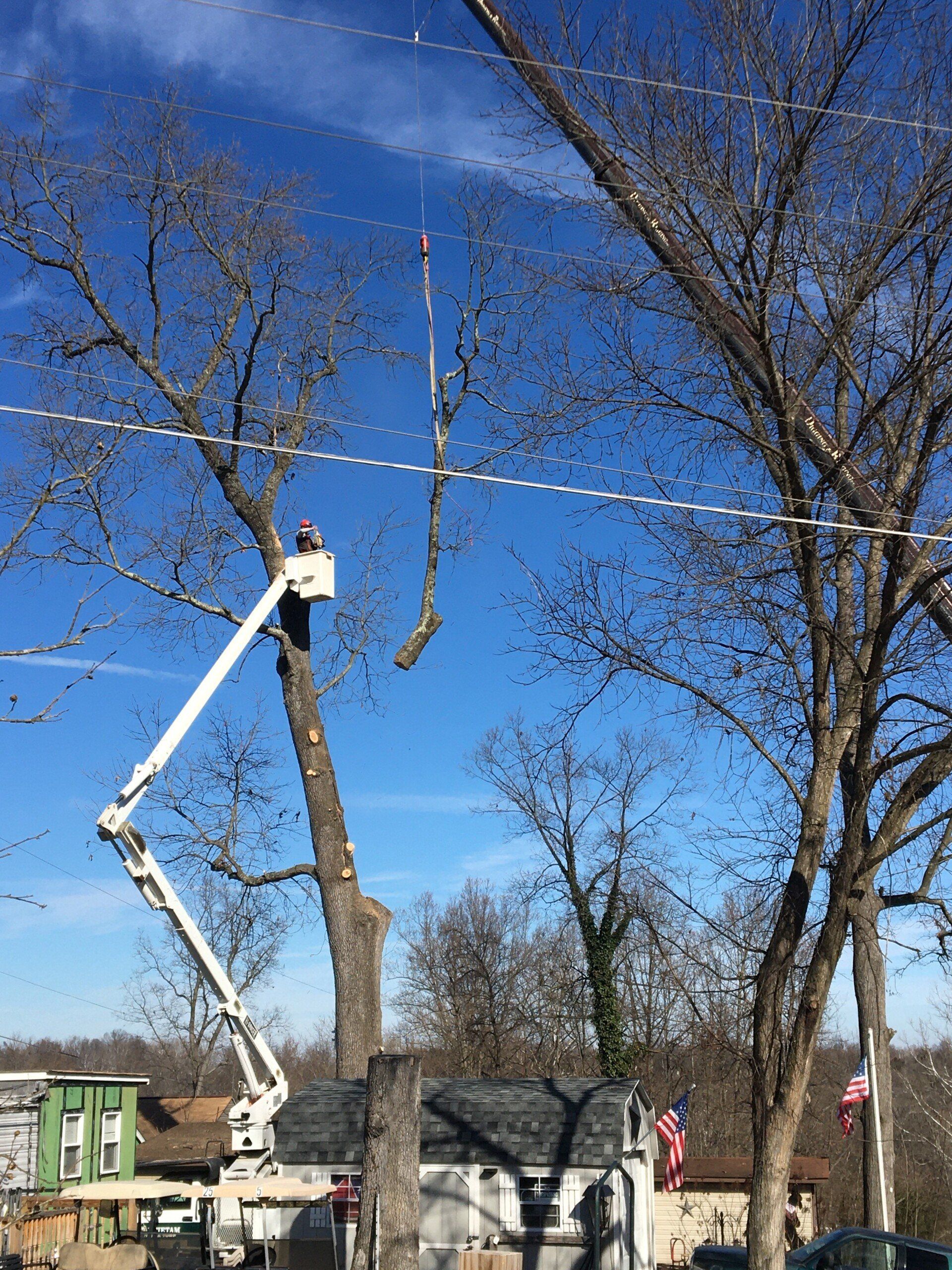 tree pruning