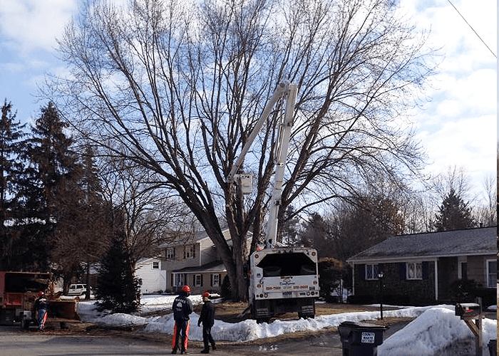 Tree Service