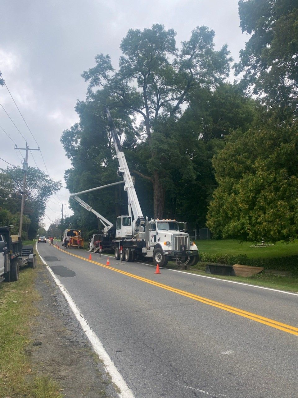 A crane is cutting a tree on the side of a road.
