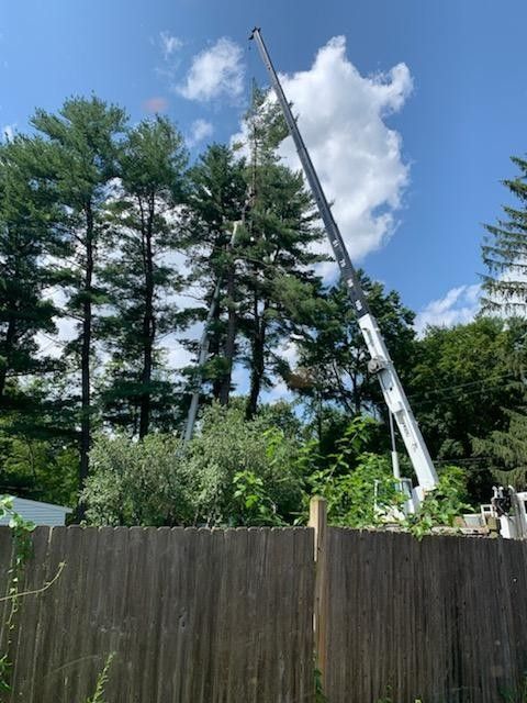 A crane is lifting a tree over a fence.