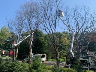 A man is cutting a tree with a crane.