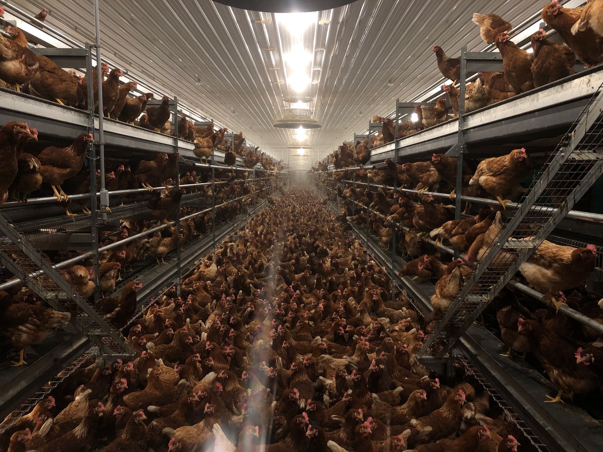 Chickens crowded in multi-tiered industrial farm. Long rows of cages, bright lighting.