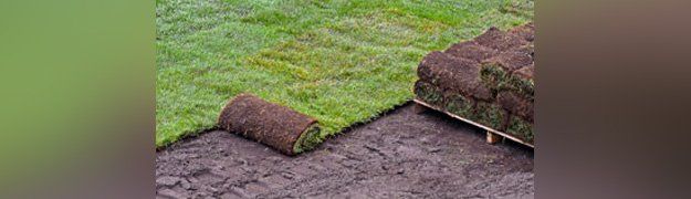 Sod installation