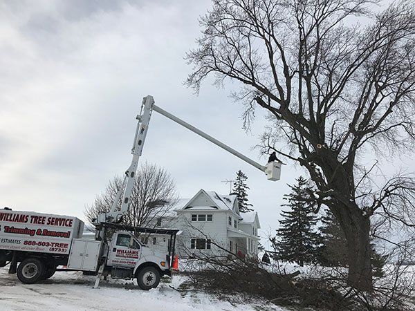 tree removal