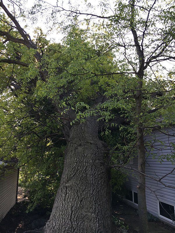 Storm Damage Cleanup