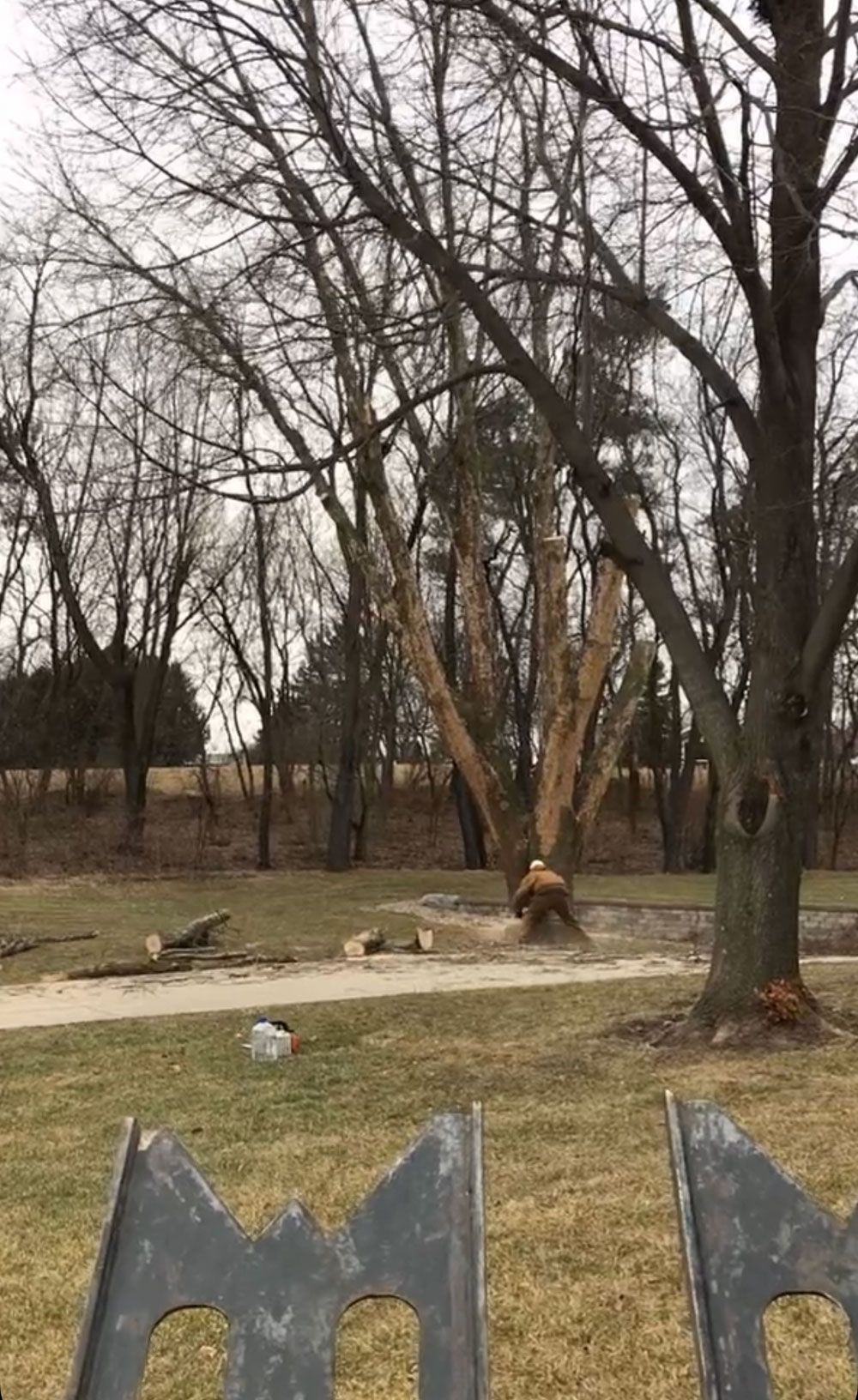 tree trimming
