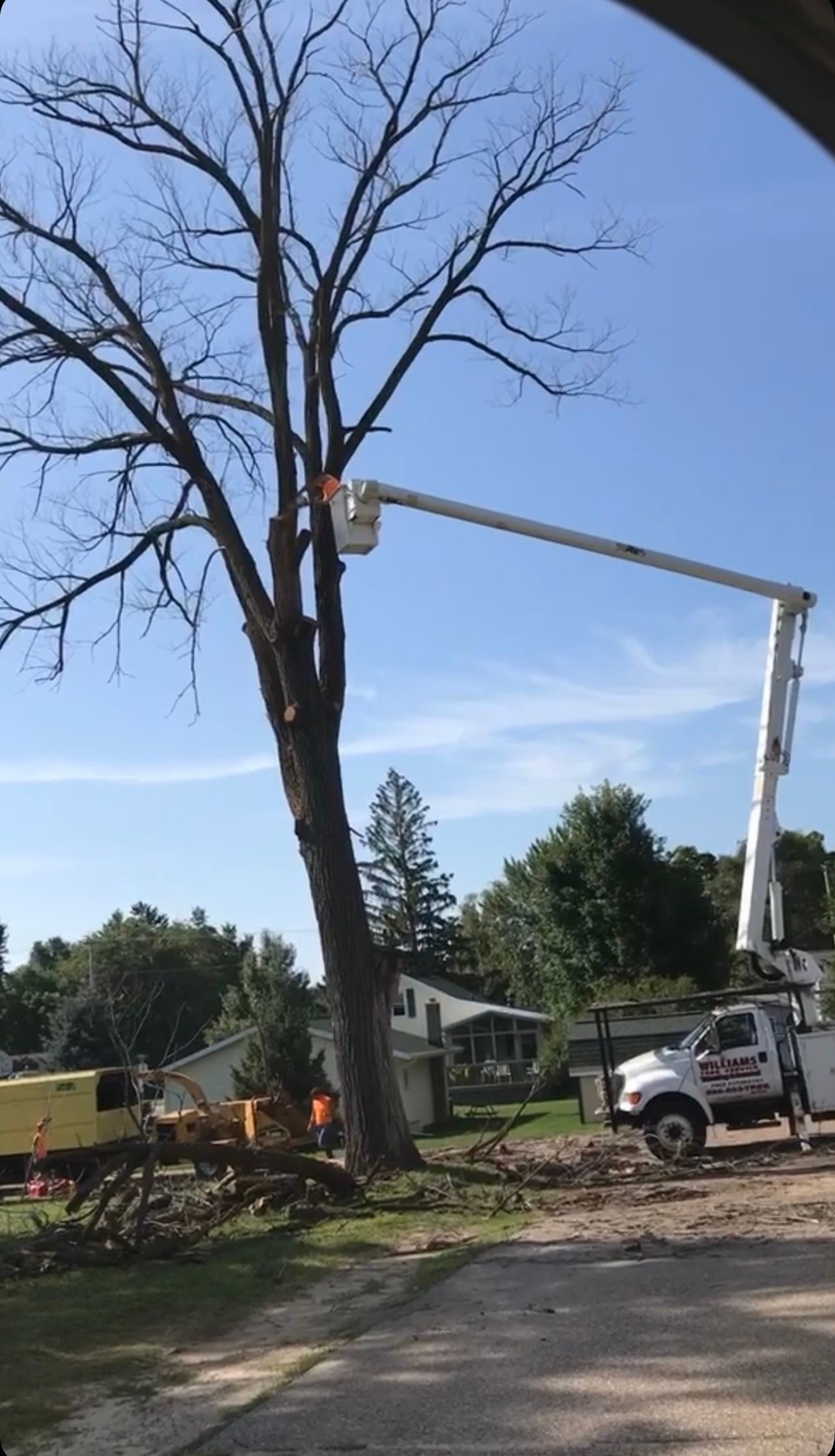 tree crane