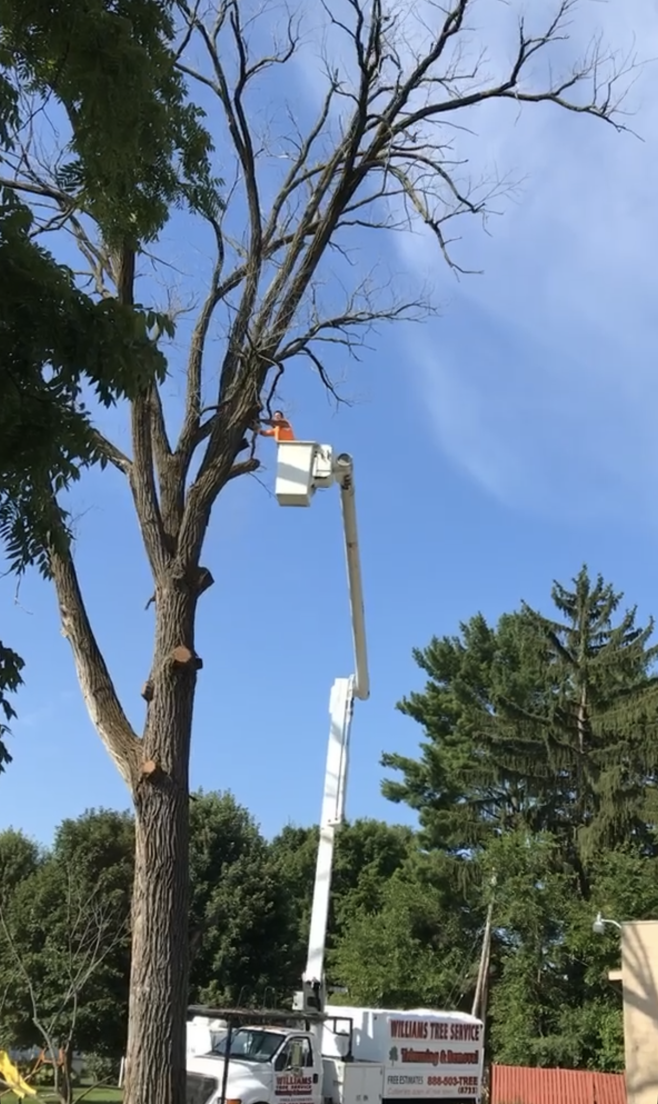 tree work