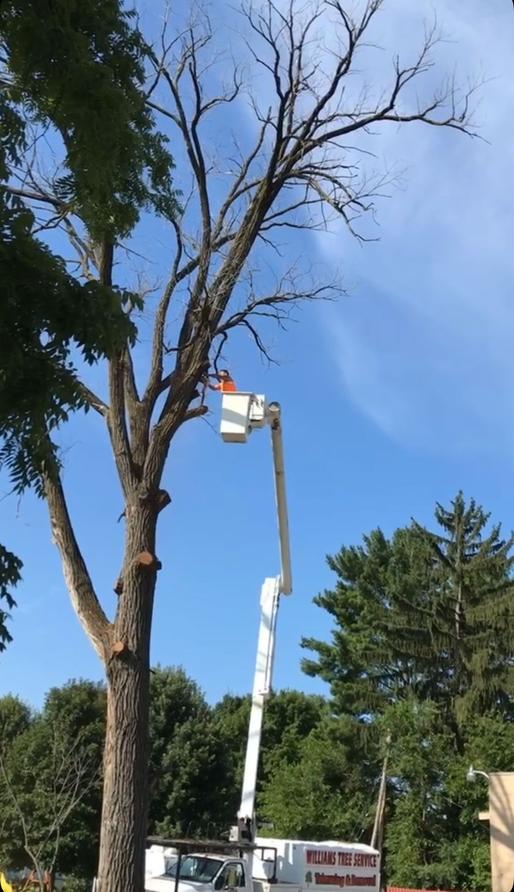 tree removal #5