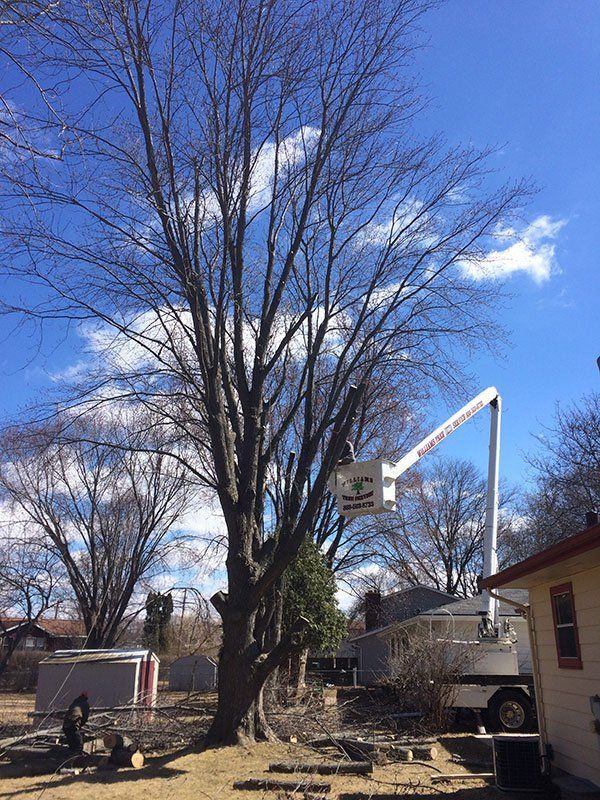 tree removal #3
