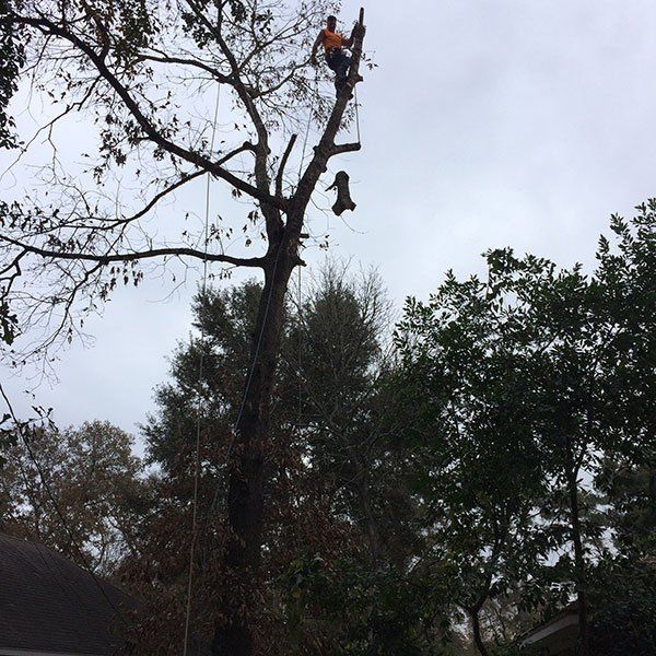 tree trim