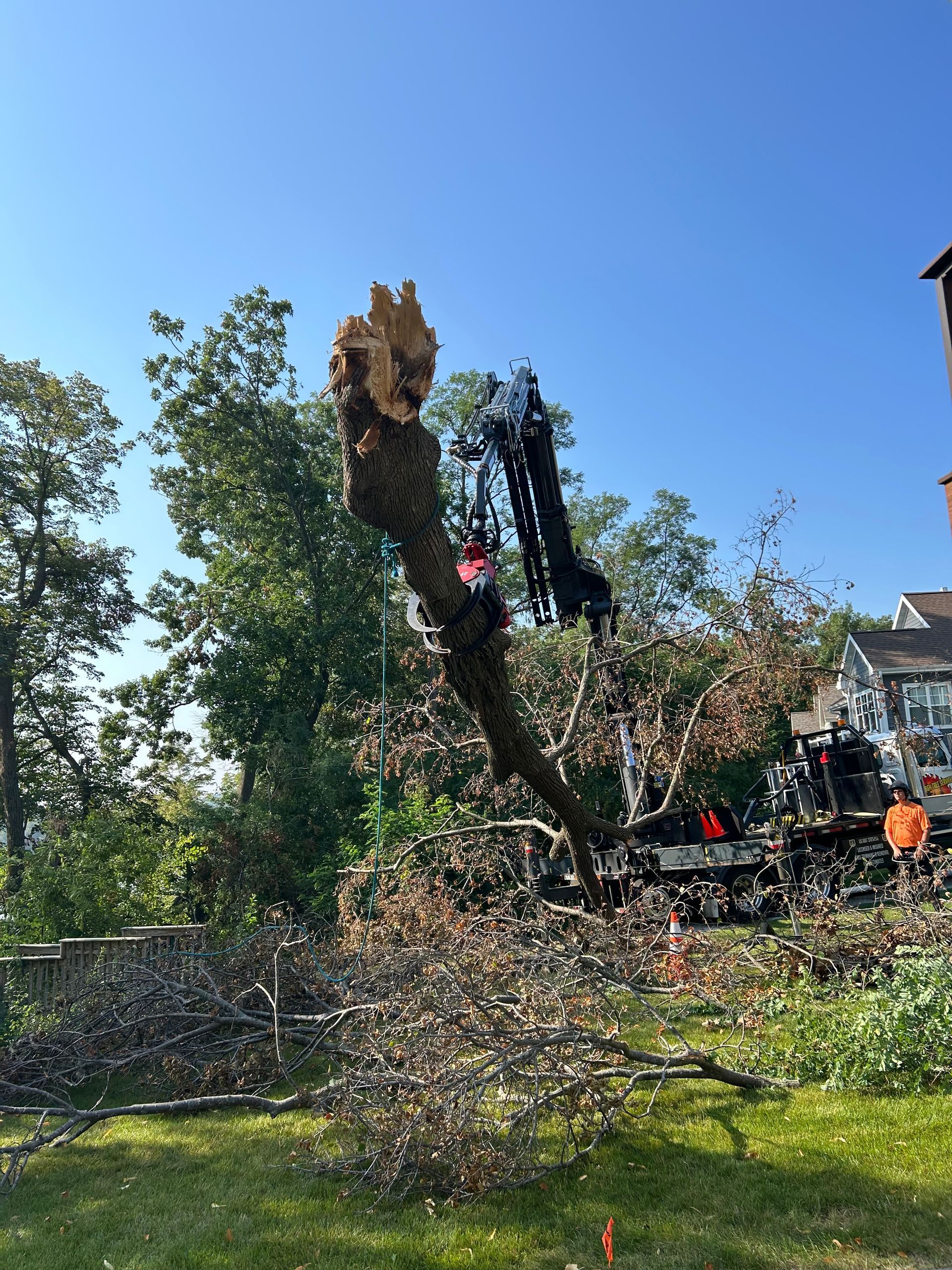 tree removal #6