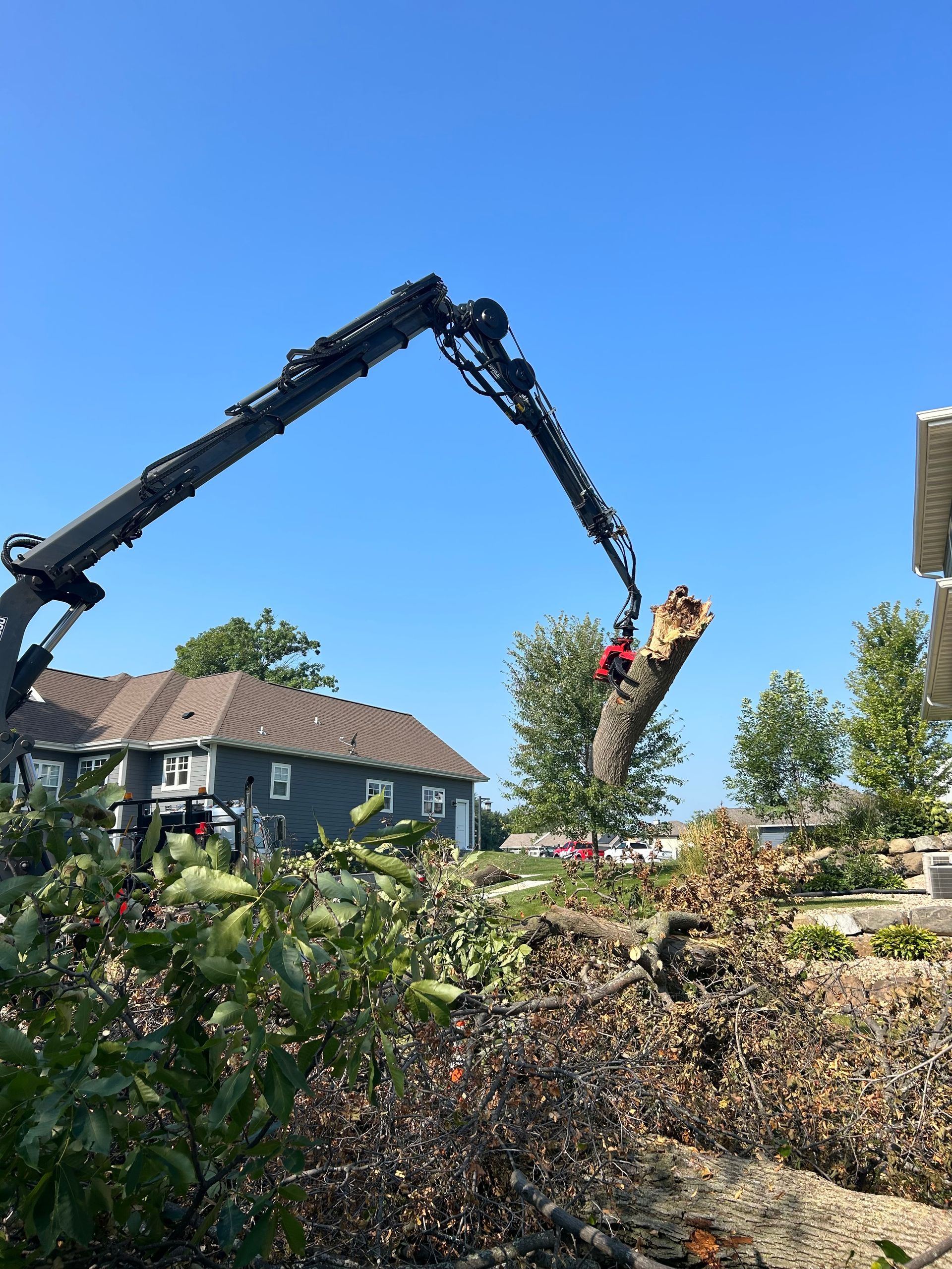 tree removal #7