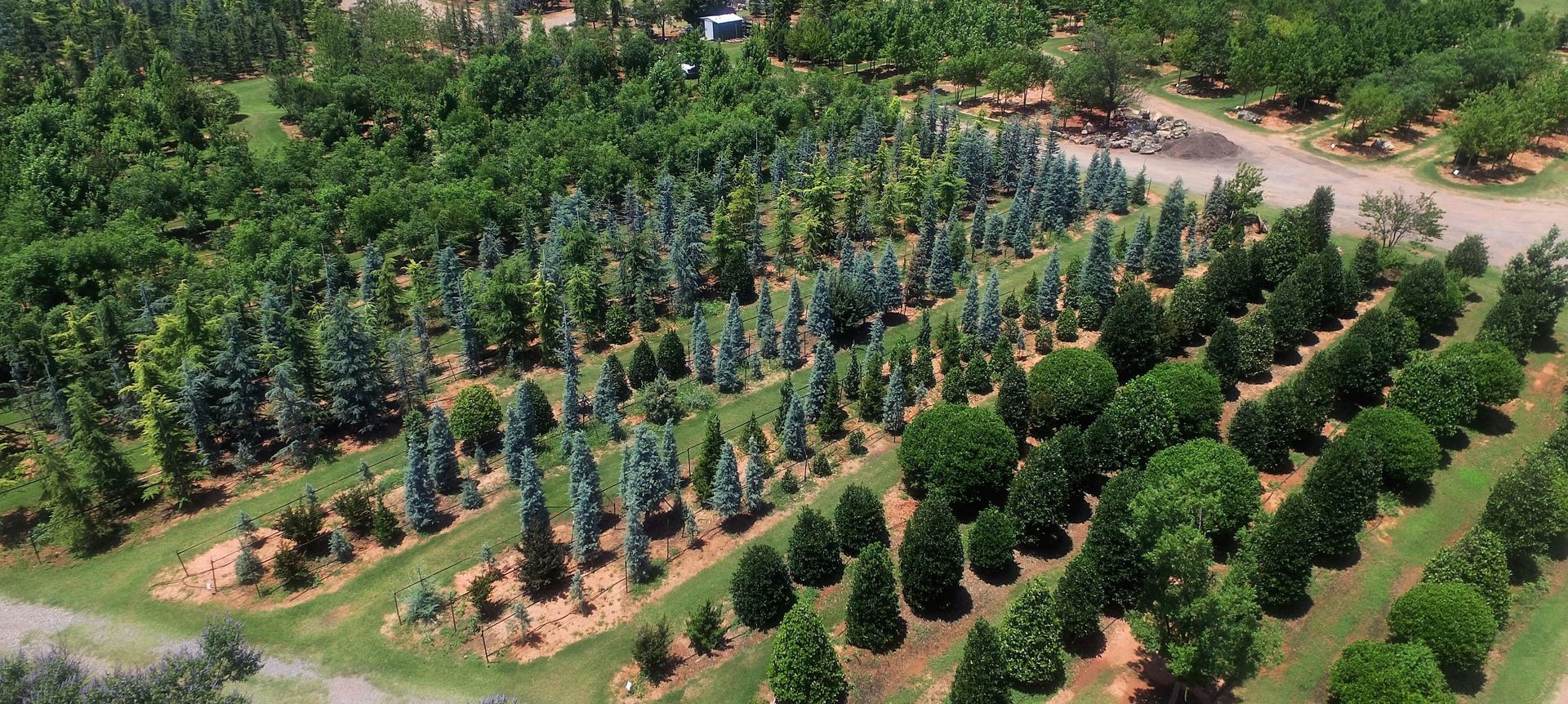 Aerial view of a tree farm with rows of various evergreen and deciduous trees.