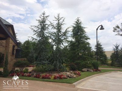 Landscaped area with blue spruce trees, red flowers, and a stone building.