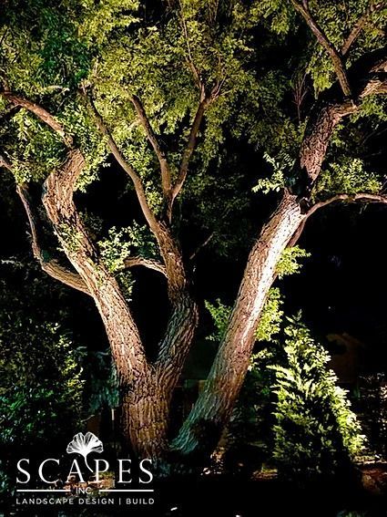 A large tree illuminated with spotlights at night, highlighting its textured bark and leafy canopy.