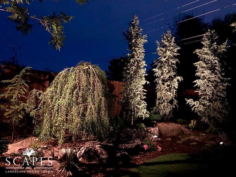 Landscaped yard at night with trees illuminated by spotlights against a dark blue sky.
