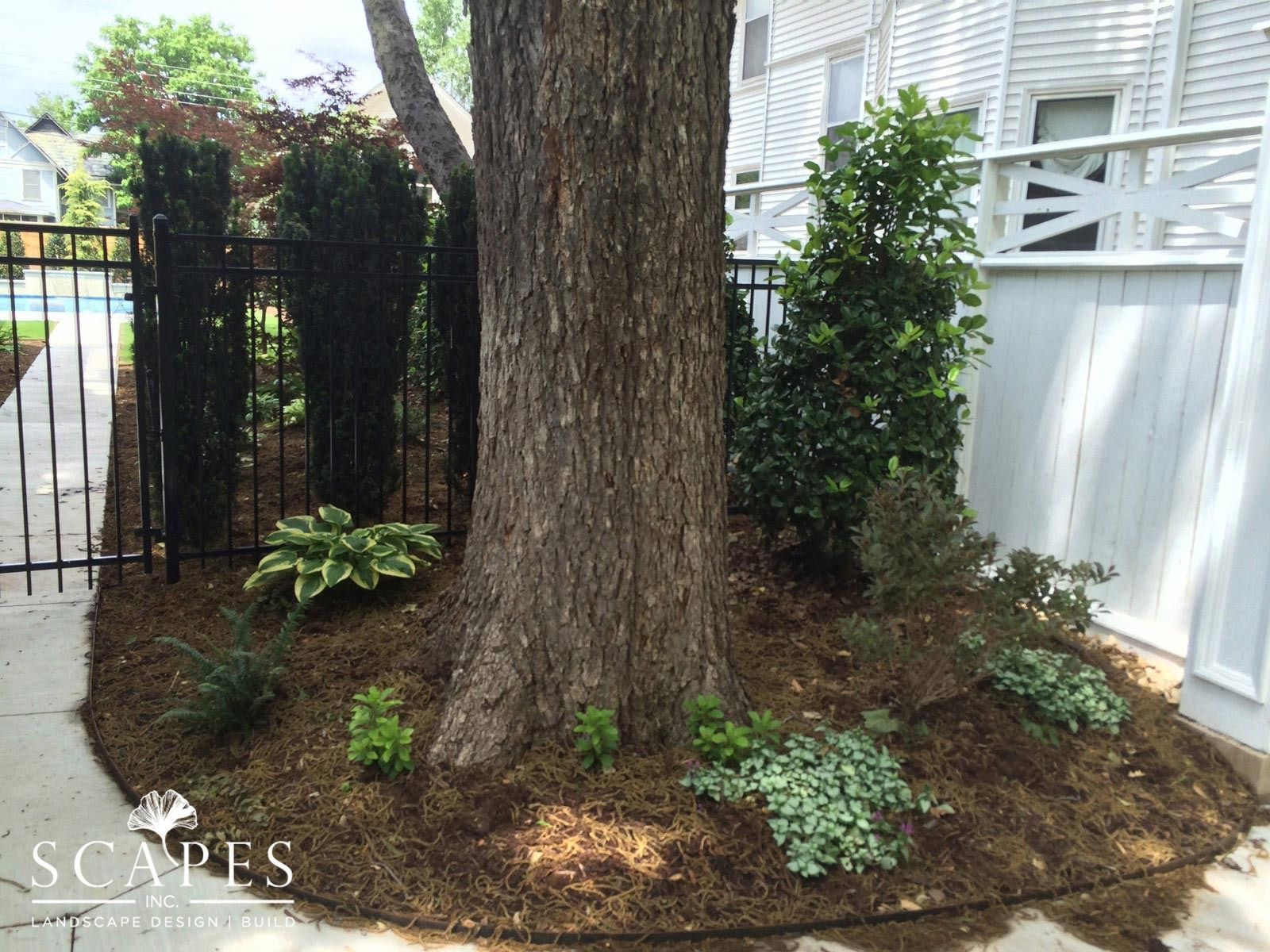 A landscaped bed surrounds a tree trunk, featuring various green plants and brown mulch, framed by a black fence and building.