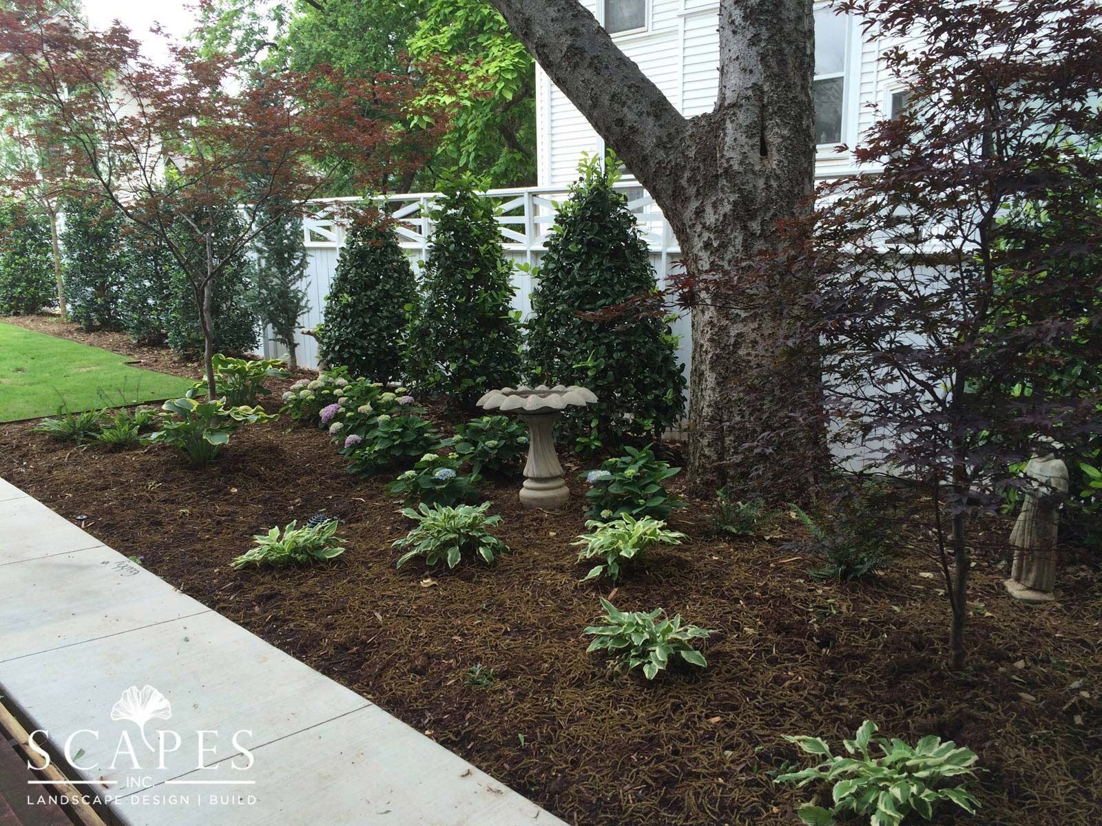 Landscaped front yard with a variety of green plants, including cone-shaped trees and hostas, along a white fence and a large tree.