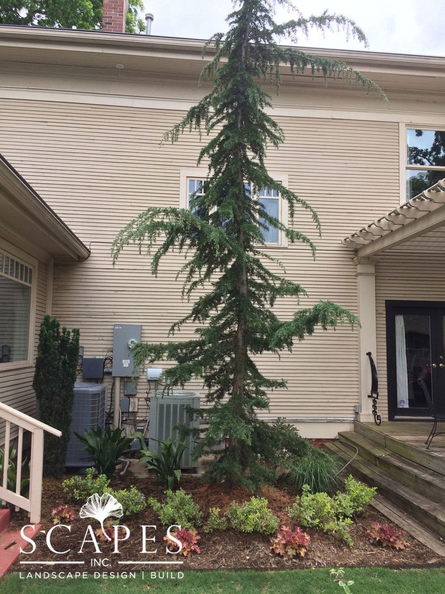 A tall evergreen tree planted in a landscaped bed beside a tan-colored house with air conditioning units.