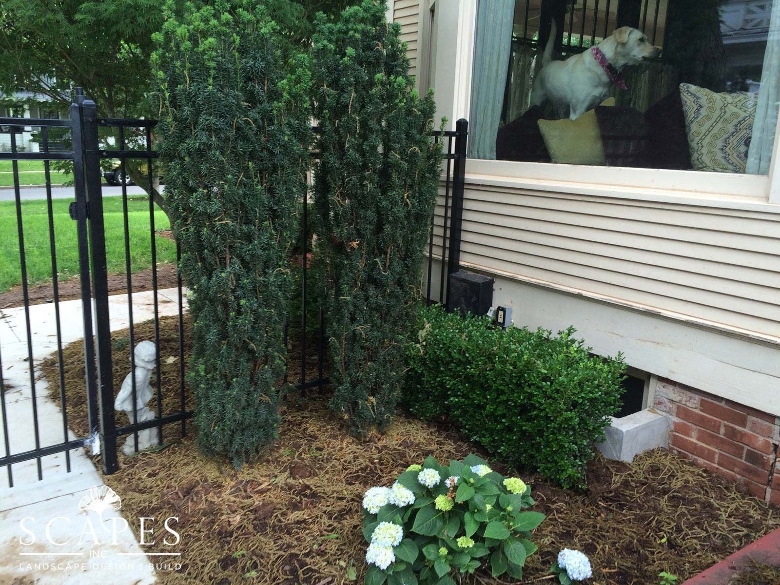 A residential garden bed with dark green, upright trees, a small box hedge, and white hydrangea beneath a window with a dog inside.
