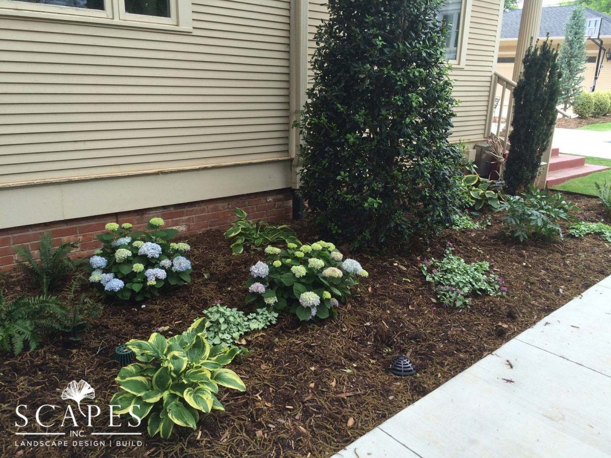 A landscaped garden bed with blue hydrangeas, green hostas, and other plants bordering a beige house, with dark mulch.
