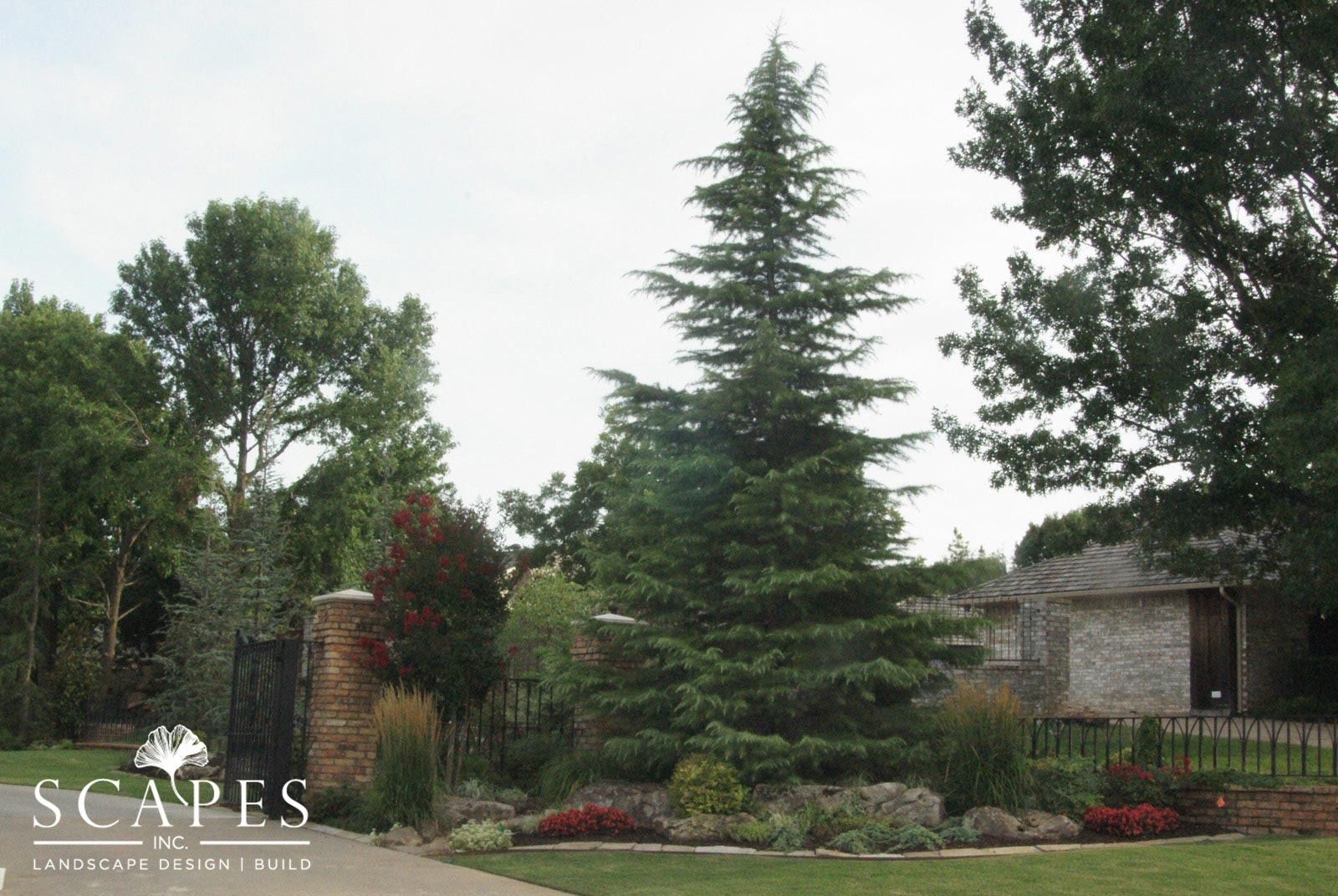 A tall evergreen tree stands centered in a garden bed with red and green foliage, in front of a stone building, and flanked by other trees.