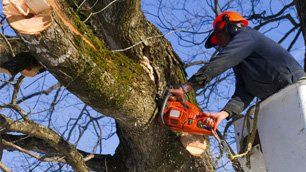 Tree Trimming Services