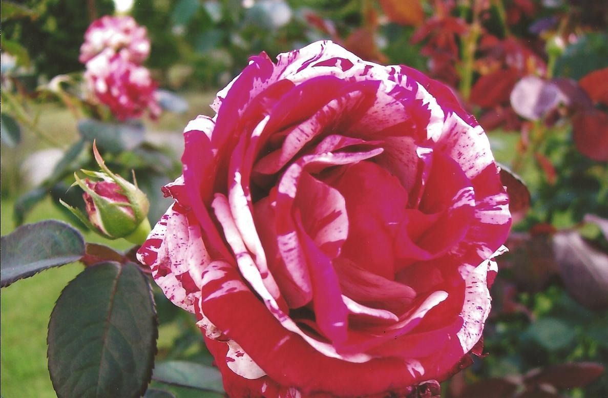 Close-up of a pink and white striped rose bloom in a garden, with green leaves and blurred flowers behind it