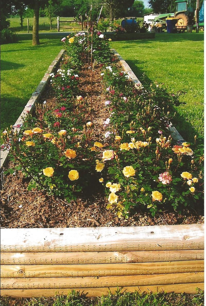 Flower bed with blooming yellow and pink flowers bordered by wood in a grassy park