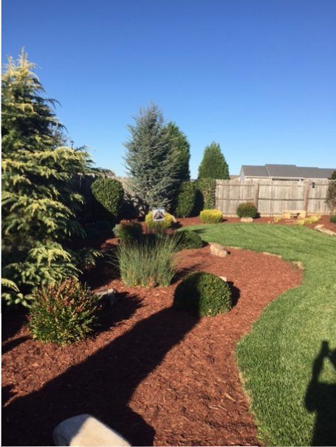 Landscaped backyard with curved mulch beds, shrubs, a lawn, and a fence under a blue sky