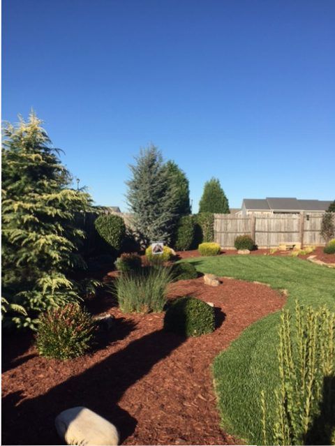Landscaped garden with red mulch, shrubs, and a blue sky behind a fence and house