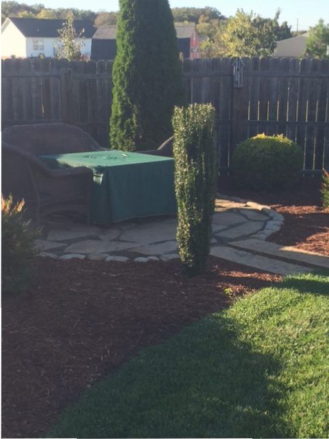 Backyard patio with a covered table, tall topiary, and wooden fence in sunlight