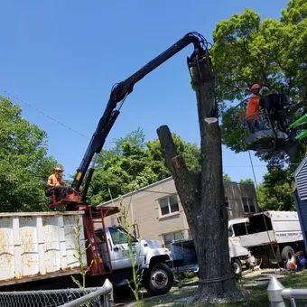 A man in a bucket is cutting a tree with a crane.