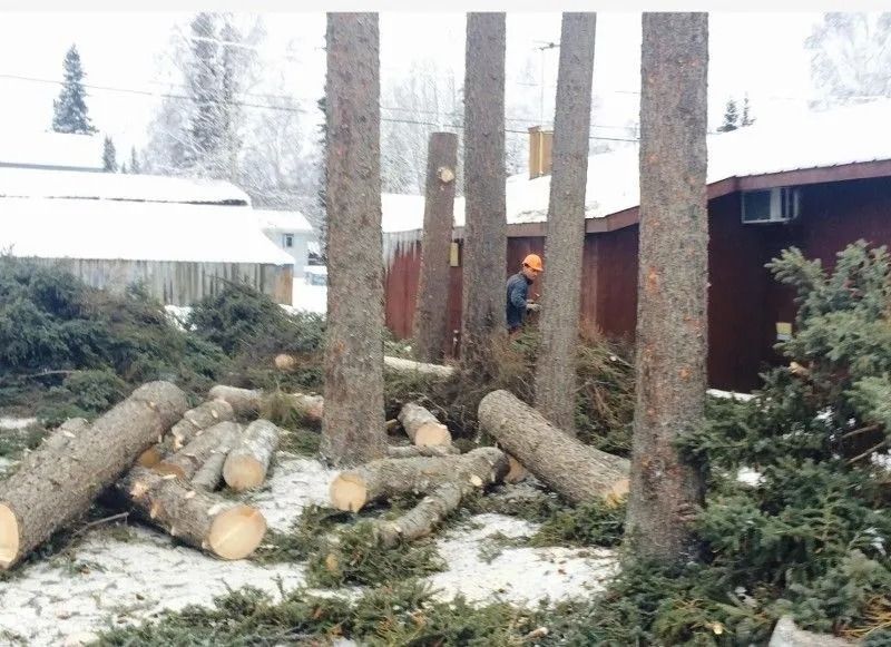 Felled trees and logs piled beside a snowy yard, with a worker in an orange hard hat near tall trunks