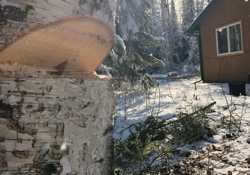 Birch stump with a cut log slice in snowy woods beside a cabin and fallen branches