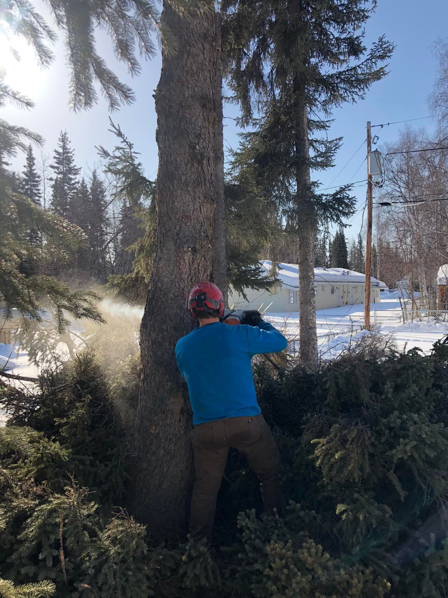 Person in blue jacket hugs a large tree in a snowy forest.