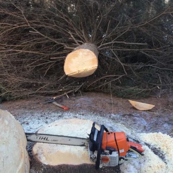 Chainsaw beside a freshly cut tree trunk and branches on the ground outdoors